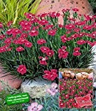 BALDUR-Garten Winterhart Bodendecker-Nelke "Red Pillow" 3 Pflanzen Dianthus