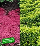 BALDUR-Garten Winterhart Bodendecker Thymian-Kollektion rot und grün 6 Pflanzen