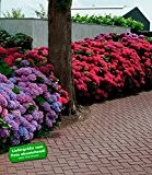 BALDUR-Garten Winterhart Freiland-Hortensien-Hecke Rot-Blau 3 Pflanzen
