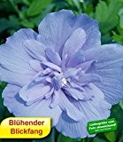 BALDUR-Garten Winterhart Gefüllter Hibiskus Chiffon blau 1 Pflanze Hibiscus syriacus