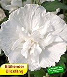 BALDUR-Garten Winterhart Gefüllter Hibiskus Chiffon weiß 1 Pflanze Hibiscus syriacus