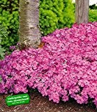 BALDUR-Garten Winterhart Polster-Phlox "McDaniels Cushion" 3 Pflanzen Phlox subulata