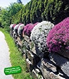BALDUR-Garten Winterhart Steingarten Phlox-Mix 4 Pflanzen Phlox subulata weiß und rosa
