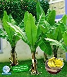 BALDUR-Garten Winterharte Bananen 'grün', 1 Pflanze, Musa basjoo