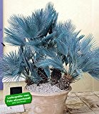 BALDUR-Garten Winterharte Blaue Zwerg-Palmen, 1 Pflanze, Chamaerops humilis Cerifera