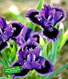 BALDUR-Garten Winterharte Blumenstaude Iris "Smart" 3 Knollen