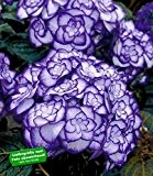 BALDUR-Garten Winterharte Freiland-Hortensie "Miss Saori blue®" 1 Pflanze Hydrangea