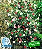 BALDUR-Garten Winterharte Garten-Kamelie 'Tricolor', 1 Pflanze Camellia japonica