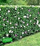 BALDUR-Garten Winterharte Hibiskus-Hecke, 10 Pflanzen, Hibiscus Syriacus