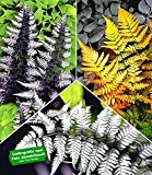 BALDUR-Garten Winterharte Japanische Schmuck-Farn-Kollektion, 3 Pflanzen Dryopteris, Athyrium