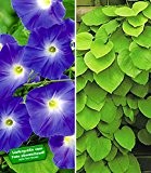 BALDUR-Garten Winterharte Kletterpflanzen-Kollektion 2 Pflanzen Trichterwinde und Pfeifenwinde