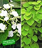 BALDUR-Garten Winterharte Kletterpflanzen-Kollektion, Kletterhortensie (Hydrangea) und Pfeifenwinde 2 Pflanzen