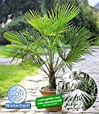 BALDUR-Garten Winterharte Kübel-Palmen, 1 Pflanze, Trachycarpus fortunei