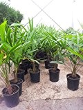 BALDUR-Garten Winterharte Kübel-Palmen 2 Pflanzen, Hanfpalme Trachycarpus fortunei