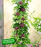 BALDUR-Garten Winterharte Passionsblumen 'Ladybirds Dream', 1 Pflanze, Passiflora