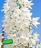 BALDUR-Garten Winterharte Solidora® "Weiße Carmen",1 Pflanze Campanula pyramidalis Glockenblume