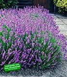 BALDUR-Garten Winterharte Stauden Lavendel-Hecke 'Blau', 9 Pflanzen Lavandula angustifolia Munstead