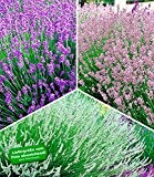 BALDUR-Garten Winterharte Stauden Lavendel-Sortiment blau, rosa, weiß, 9 Pflanzen Lavandula
