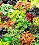 BALDUR-Garten Winterharter Bodendecker Blattschmuck-Raritäten-Mix, 5 Pflanzen Athyrium, Heuchera, Brunnera