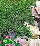 BALDUR-Garten Winterharter Bodendecker Fiederpolster statt Rasen, 3 Pflanzen Cotula squalida