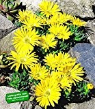 BALDUR-Garten Winterharter Bodendecker Goldtaler, 2 Pflanzen Delosperma congestum