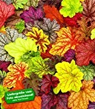 BALDUR-Garten Winterharter Bodendecker Heuchera-Mix 'Farbpalette' Purpurglöckchen, 4 Pflanzen