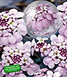 BALDUR-Garten Winterharter Bodendecker Iberis Schleifenblume 'Pink Ice®', 2 Pflanzen