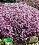 BALDUR-Garten Winterharter Bodendecker Langhaariger Gebirgs-Thymian, 3 Pflanzen Thymus praecox