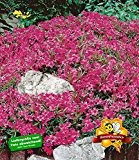 BALDUR-Garten Winterharter Bodendecker Roter Teppich-Phlox, 3 Pflanzen