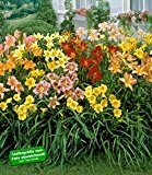 BALDUR-Garten Winterharter bunter Taglilien-Mix, 3 Knollen Hemerocallis Hybride