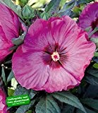 BALDUR-Garten Winterharter Hibiskus "Summerific®""Berry Awesome";1 Pflanze
