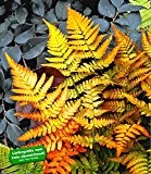 BALDUR-Garten Winterharter Schmuck-Farn 'Golden Brilliant', 1 Pflanze Dryopteris