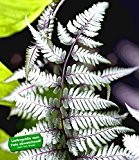 BALDUR-Garten Winterharter Schmuck-Farn 'Silver Falls®', 1 Pflanze Athyrium