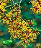 BALDUR-Garten Zaubernuss, 1 Pflanze Hamamelis mollis Pallida Winterblüher