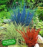 BALDUR-Garten Ziergras Farb-Mischung, 3 Pflanzen Imperata cylindica, Festuca glauca, Carex ashimens