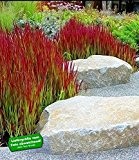 BALDUR-Garten Ziergras 'Red Baron' Japanisches Blutgras Flammengras, 3 Pflanzen Imperata cylindrica