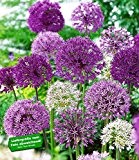 BALDUR-Garten Zierlauch Allium-Mix 'Big Head', 12 Zwiebeln