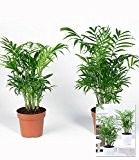 BALDUR-Garten Zimmerpalmen Duo,2 Pflanzen