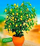 BALDUR-Garten Zitronen-Bäumchen,1 Pflanze Citrus limon Zitruspflanze