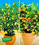 BALDUR-Garten Zitronen- & Orangenbaum,2 Pflanzen Citrus Calamondin Citrus limon