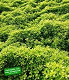 BALDUR-Garten Zitronenthymian; 3 Pflanzen Thymus citriodorus aureus