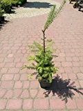 Balsamtanne Abies balsamea 60-80cm Balsam Tanne Pflanze GARTEN Baum