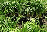 Bamboo Palm Chrysalidocarpus Lutescens Samen 60pcs, Schmetterling Palm Dypsis Lutescens Samen, Gelb Areca Palm San Wei Kui Seeds