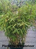 Bambus China Rohrgras Fargesia murielae Favorit 100 cm hoch im 10 Liter Pflanzcontainer