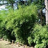 Bambus Fargesia 'Campbell' 80/100 cm 7,5LC