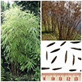 Bambus 'Fargesia fungosa' -15 Samen- (Winterhart bis -20 Crad)