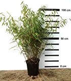 Bambus Fargesia rufa winterhart, horstig und schnell-wachsend, ideal als Sichtschutz 80-100 cm hoch, sehr buschig