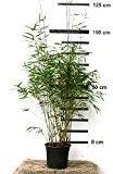 Bambus Fargesia scabrida winterhart und schnell-wachsend, 80-100 cm hoch