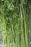 Bambus Fargesia yunnanensis KEINE RHIZOMSPERRE 10 Samen