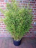 Bambus, Höhe: 160-170 cm, Fargesia Jumbo, winterharte Pflanze für den Garten !
